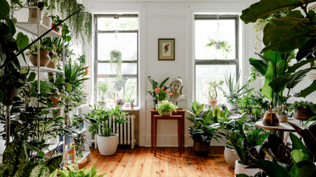 Picture for category Indoor plants